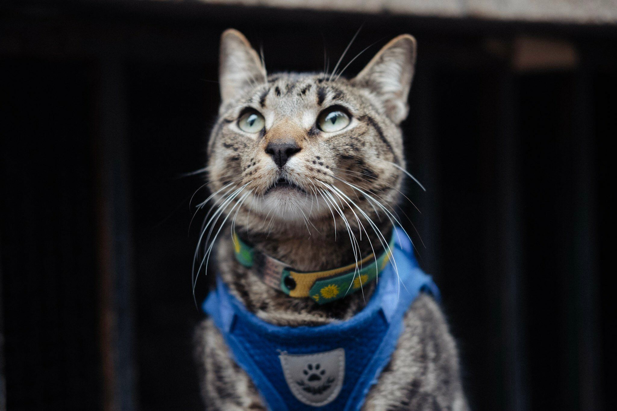 Кадр 3 из фильма Котики