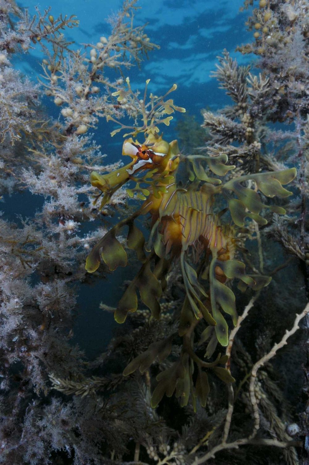 Кадр 3 из фильма На глубине морской 3D