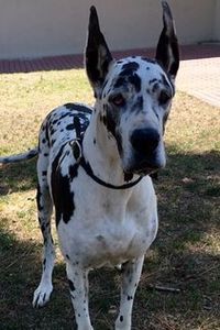 Armani GreatDane