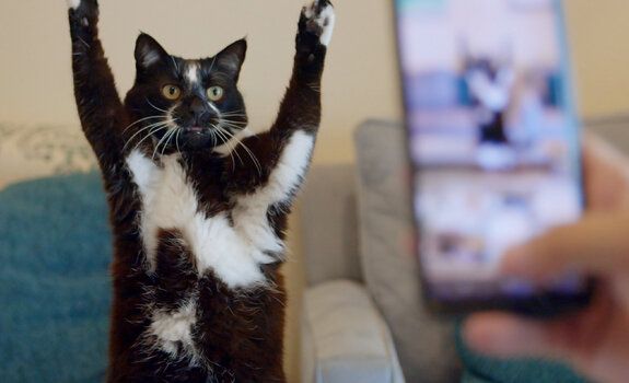 Кадр 2 из фильма Котики