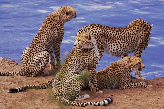 Кадр 4 из фильма Африканские кошки: Королевство смелых