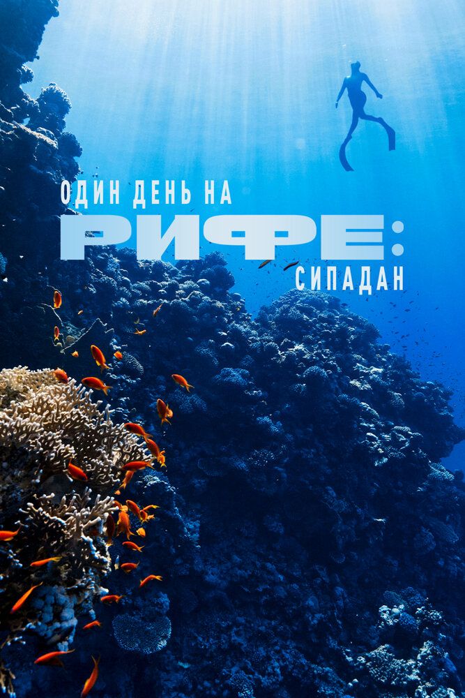 Один день на рифе: Сипадан