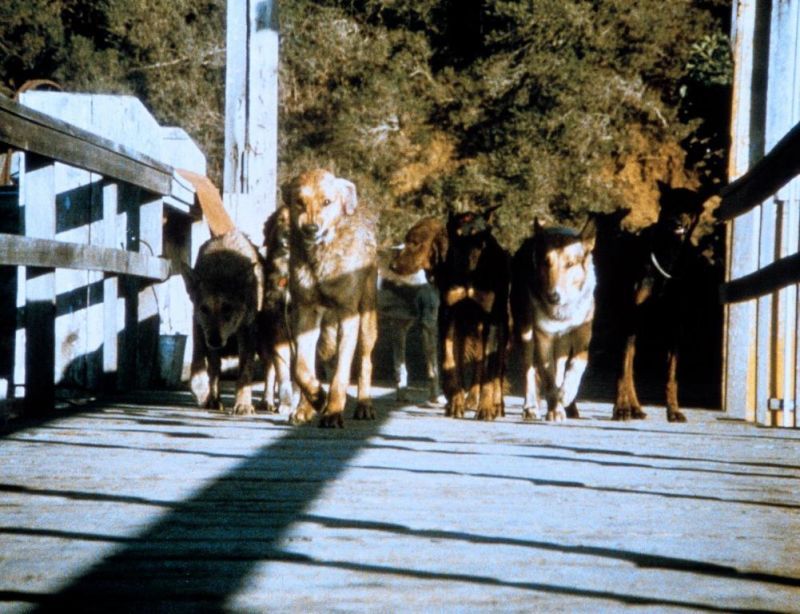 Кадр 3 из фильма Стая