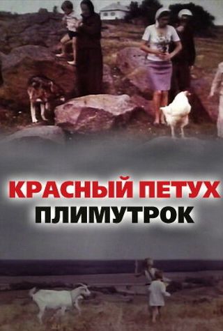 Красный петух плимутрок