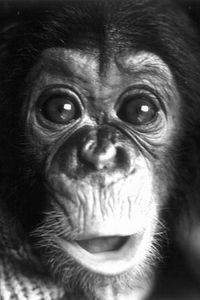 Nim Chimpsky