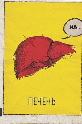 Печень