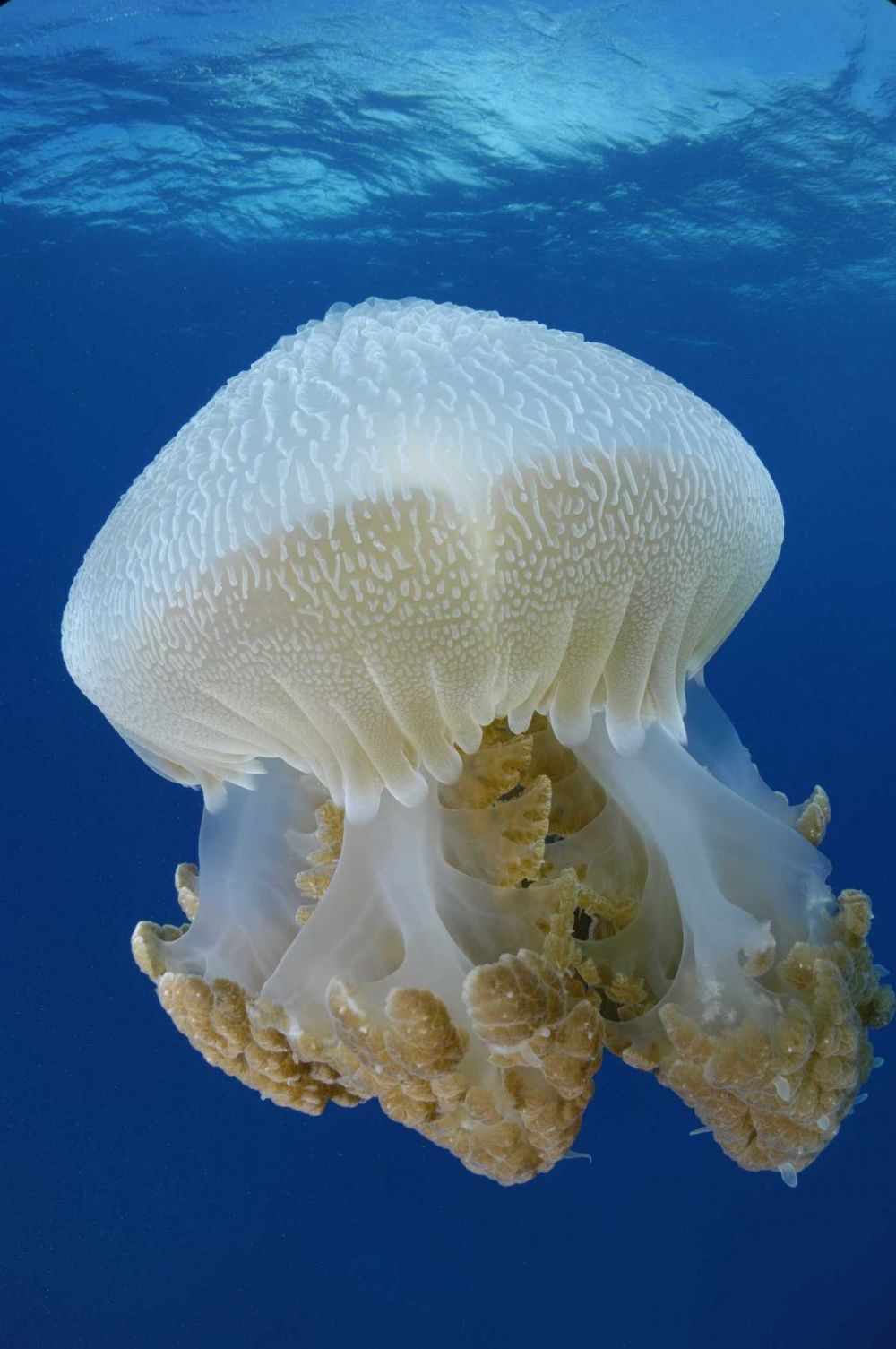 Кадр 1 из фильма На глубине морской 3D