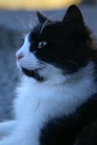 Aslan Parcasi